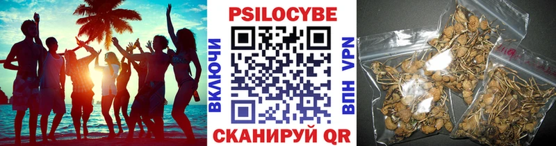 Купить закладки  Звенигово  Псилоцибиновые грибы MAGIC MUSHROOMS 